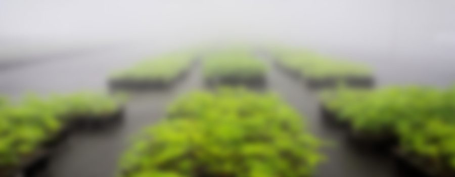 https://rawaicannabisdelivery.com/wp-content/uploads/2020/04/img_cannafarm_1-900x350.jpg